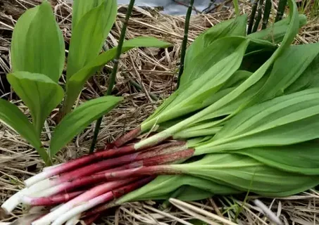 Колба, или черемша: как вырастить весенний деликатес в своем саду