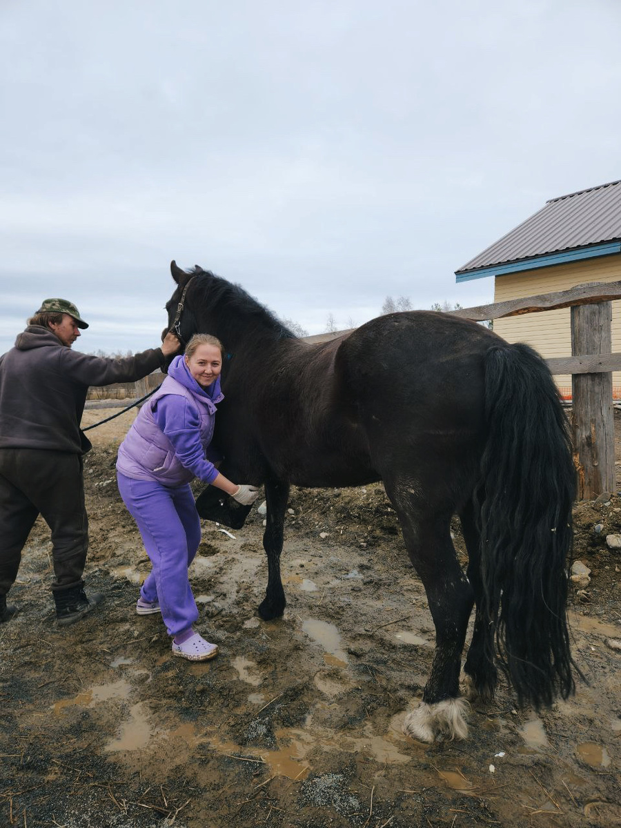 Ветеринарный врач Таракановская Алиса (автор канала) проводит ортопедический осмотр лошади. 