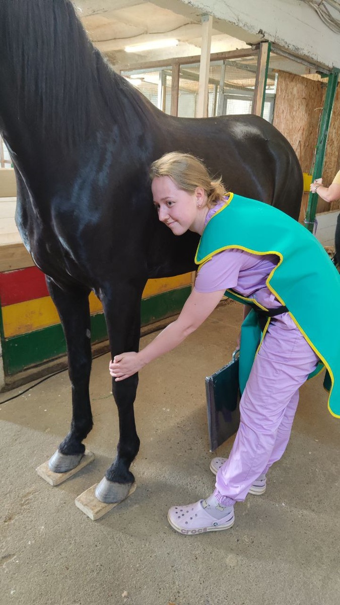 Рентгенологическое исследование лошади 