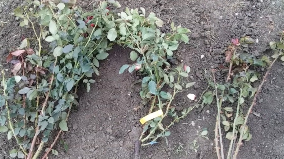 В октябре ситуация с безымянными розами на распродажах становится особенно острой.