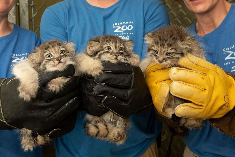 Вот в таких перчатках котят подержать можно. 