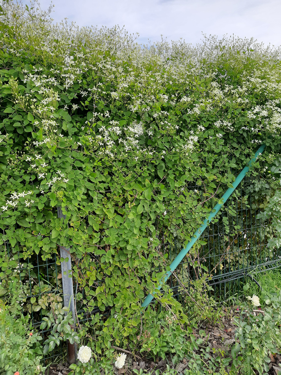 Все фотографии в статье мои