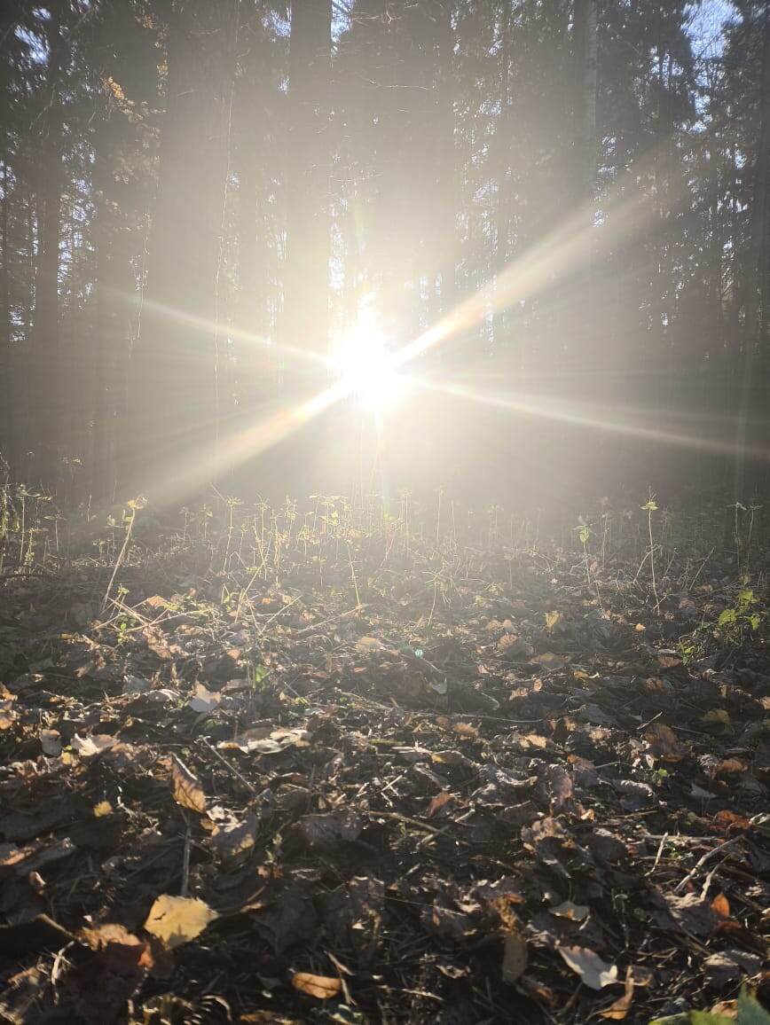 Гуляем с детьми в лесу