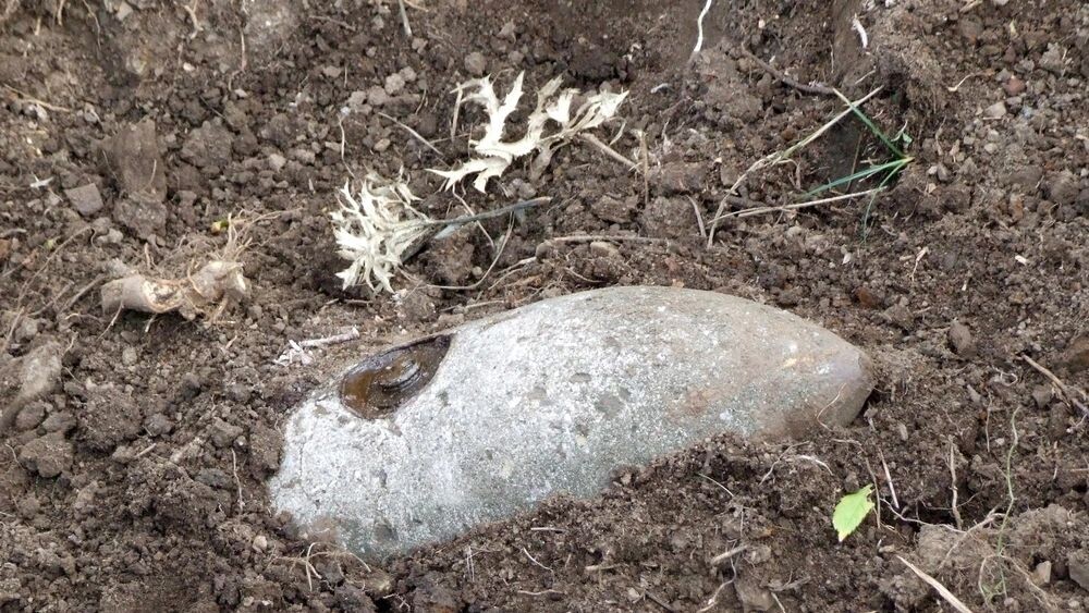    Фото: photovova/Shutterstock/Fotodom