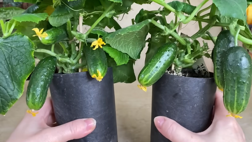 Результат простого метода - 15 огурцов за два месяца