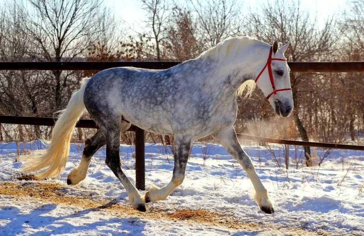 Орловский рысак