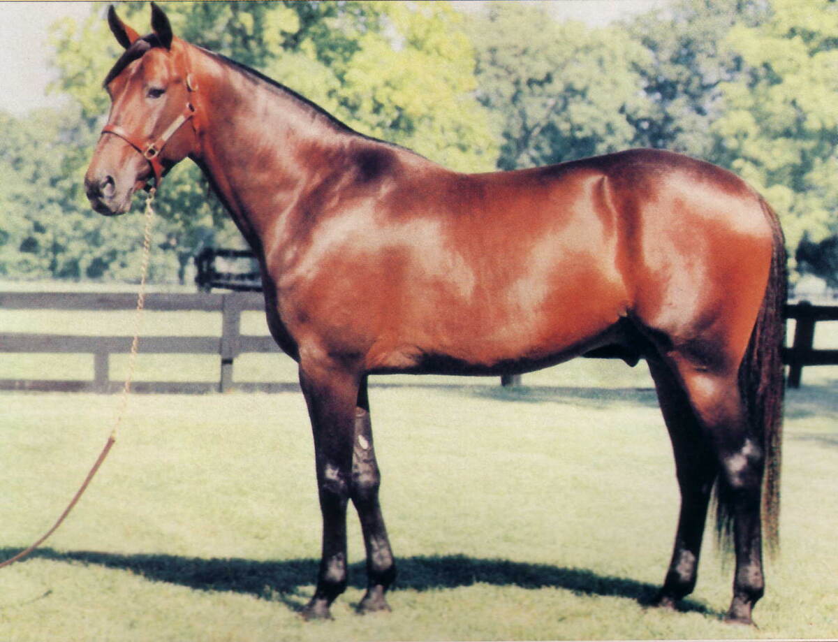 Американский рысак