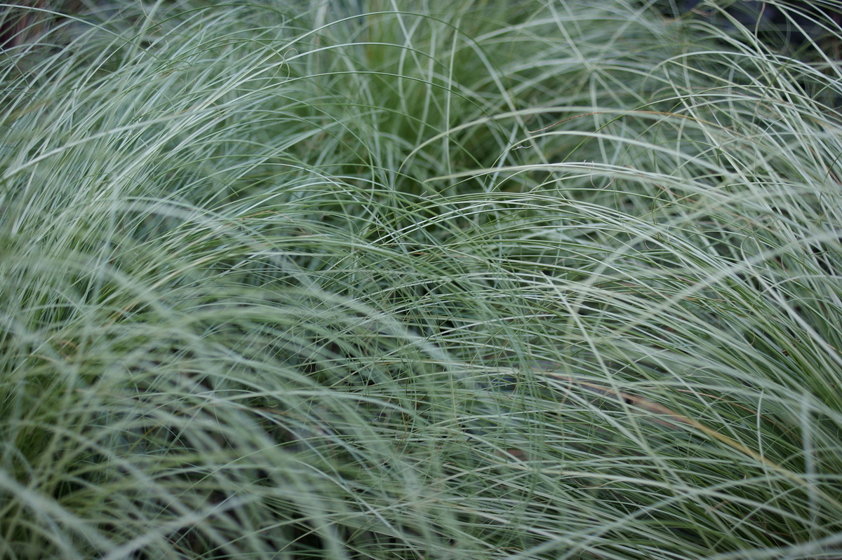 Как получить в своём саду такое волшебство? Из семян. А можно и готовый кустик купить в питомнике. 