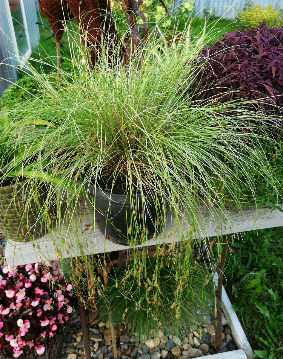 Август 2024 года. 