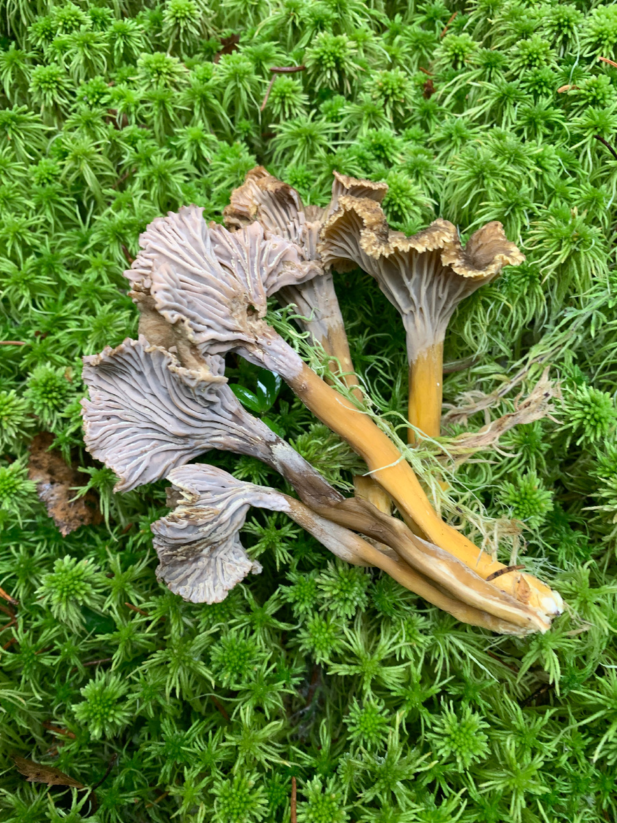 Трубчатая лисичка