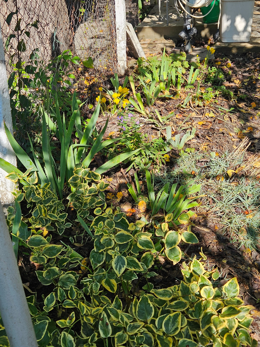 Цветник после обрезки