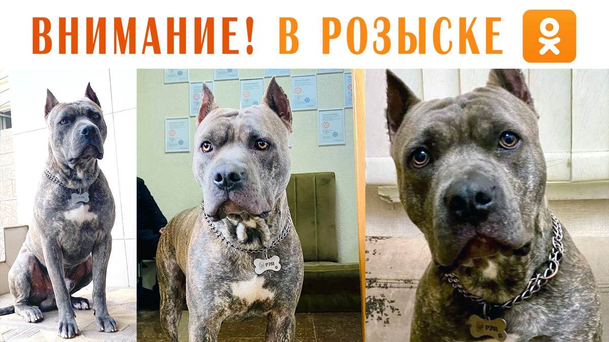 Стаффордширский терьер пропал в Ставропольском крае г. Пятигорск 