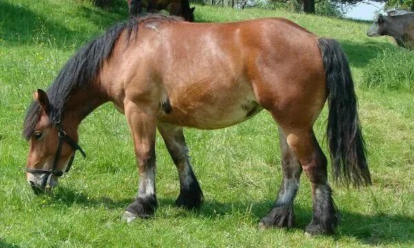 Рост — до 178 см в холке.
Грудь широкая.
Ноги со щётками, но довольно сухие.
Крестец и спина широкие, мускулистые.
Масть — гнедая, пегая и серая Они бывают разного окраса.