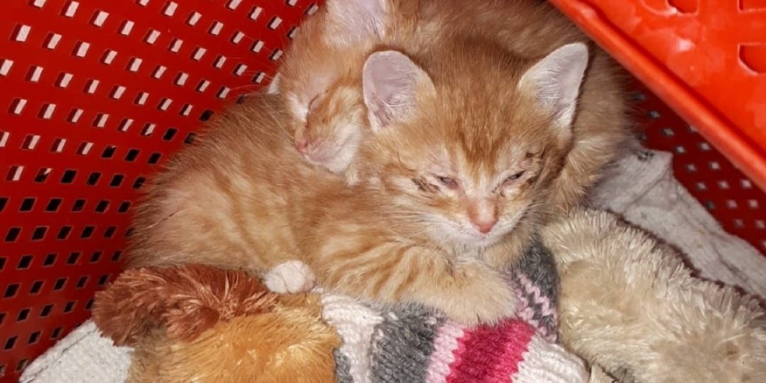От смерти двух рыжих котят отделяли буквально 10 минут