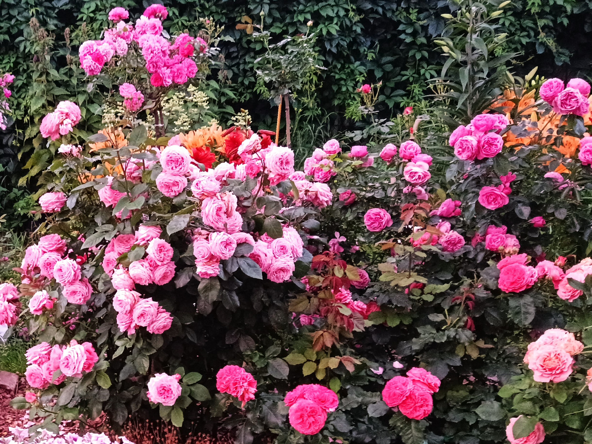 Цветение роз в июле.