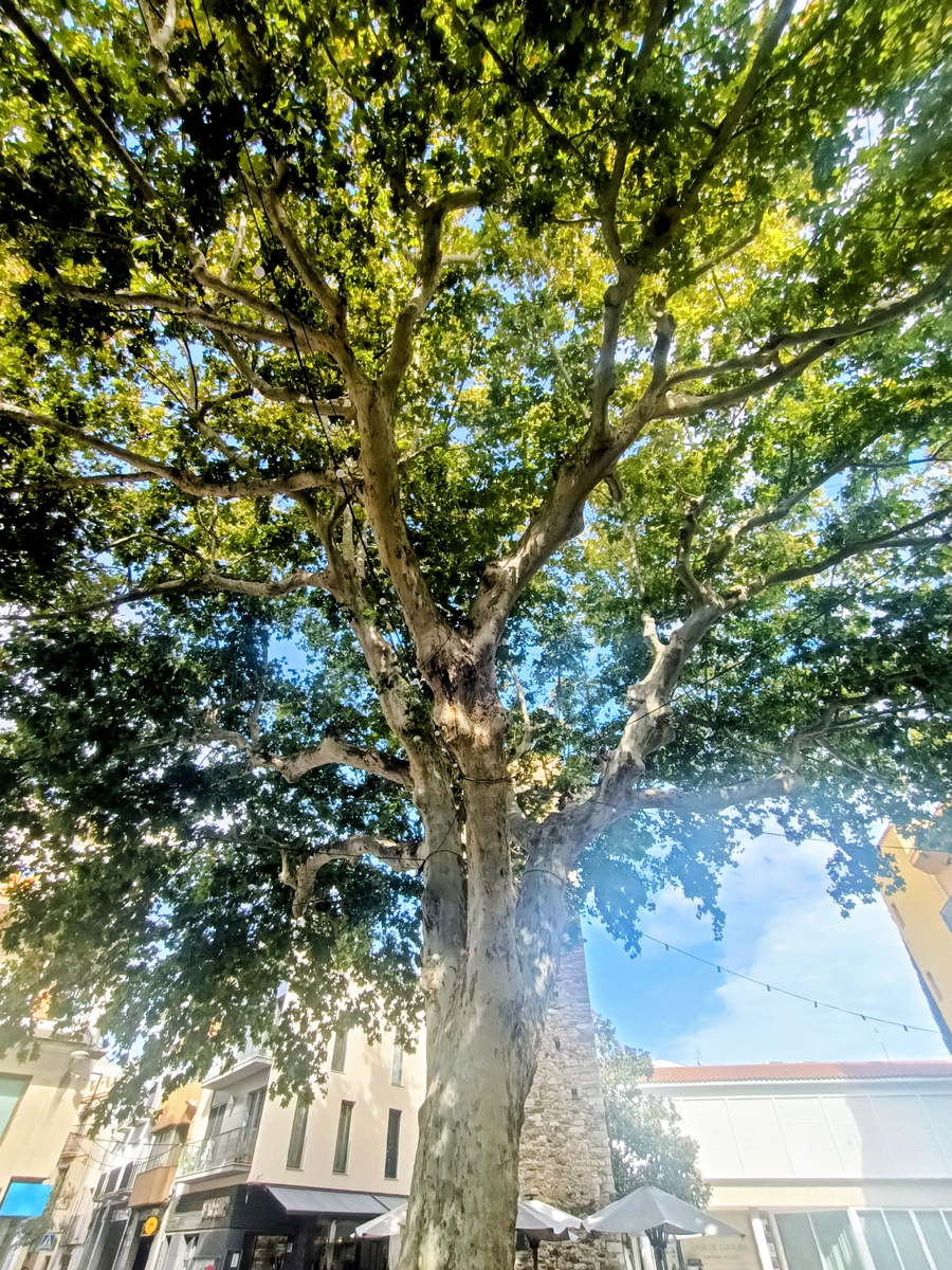 Дерево Свободы. Посажено в 1870 году. Коста Брава. Испания. Llança.Фото автора.