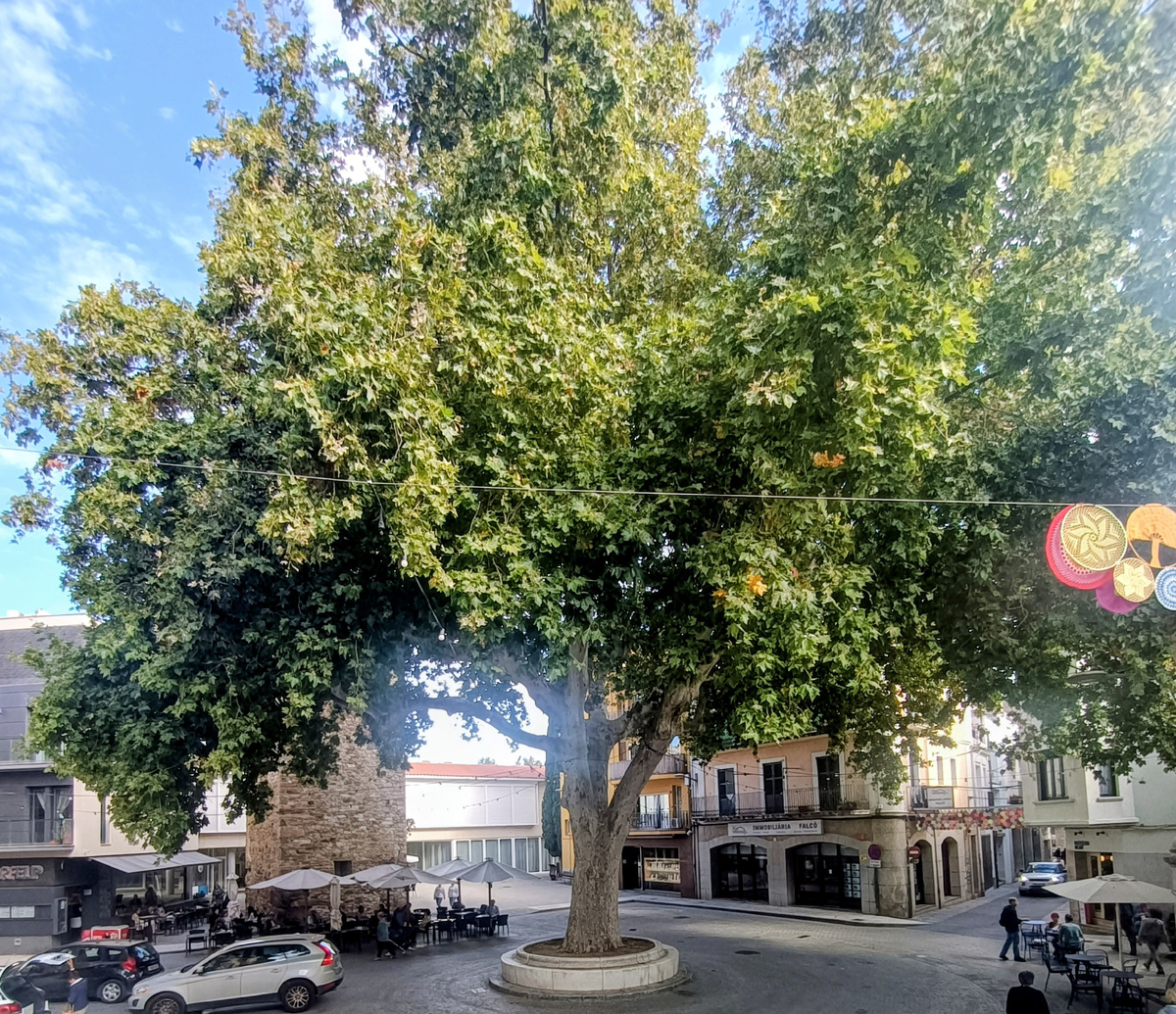 Дерево Свободы.1870.Plátanus hybrida.Llança. Costa Brava. Испания.Фото автора 