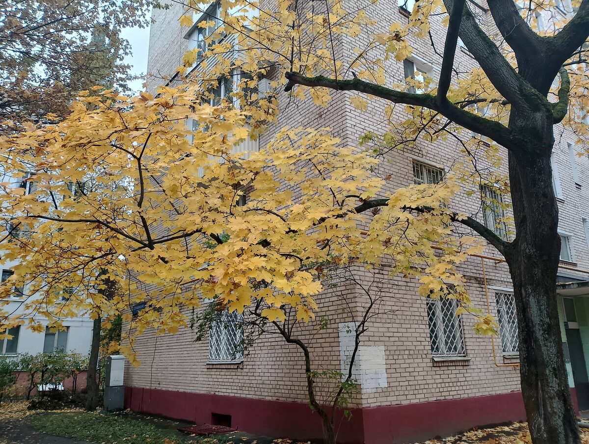 Этот клен в реальности настолько великолепен!... Но его модель, фото, как и ожидалось, ни фига не передает ...