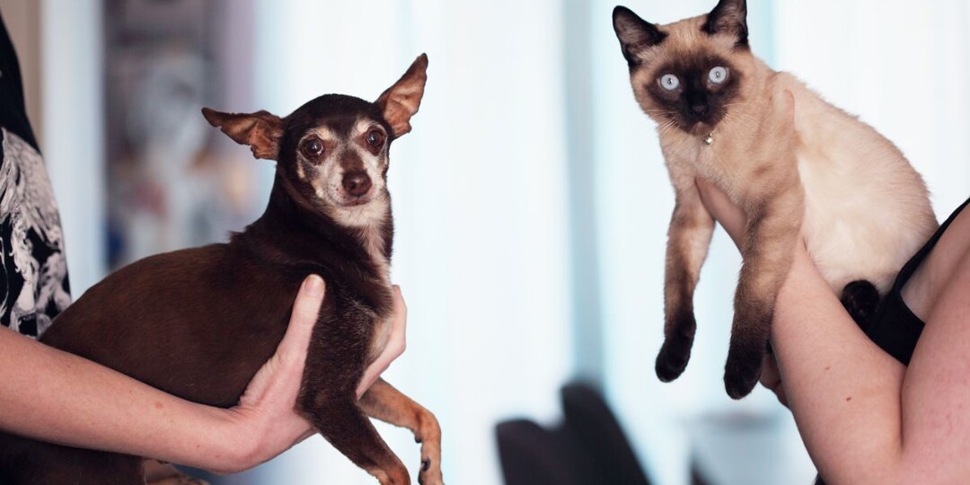 Новый лимит на питомцев: сколько кошек и собак разрешат держать в квартире по новому закону?