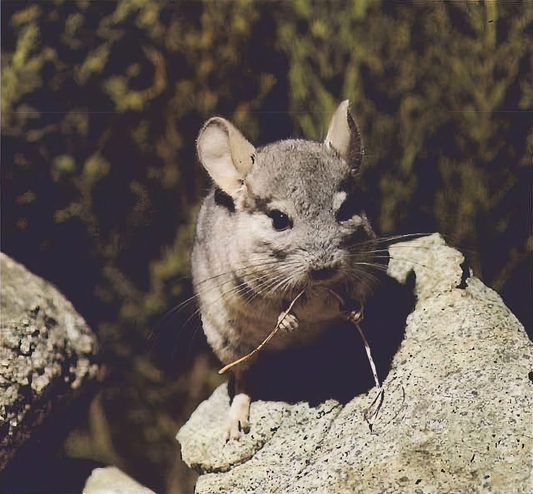Дикая длиннохвостая шиншилла в заповеднике в Чили. Фото Гюнтера Цислера, jaimeejimenez.com