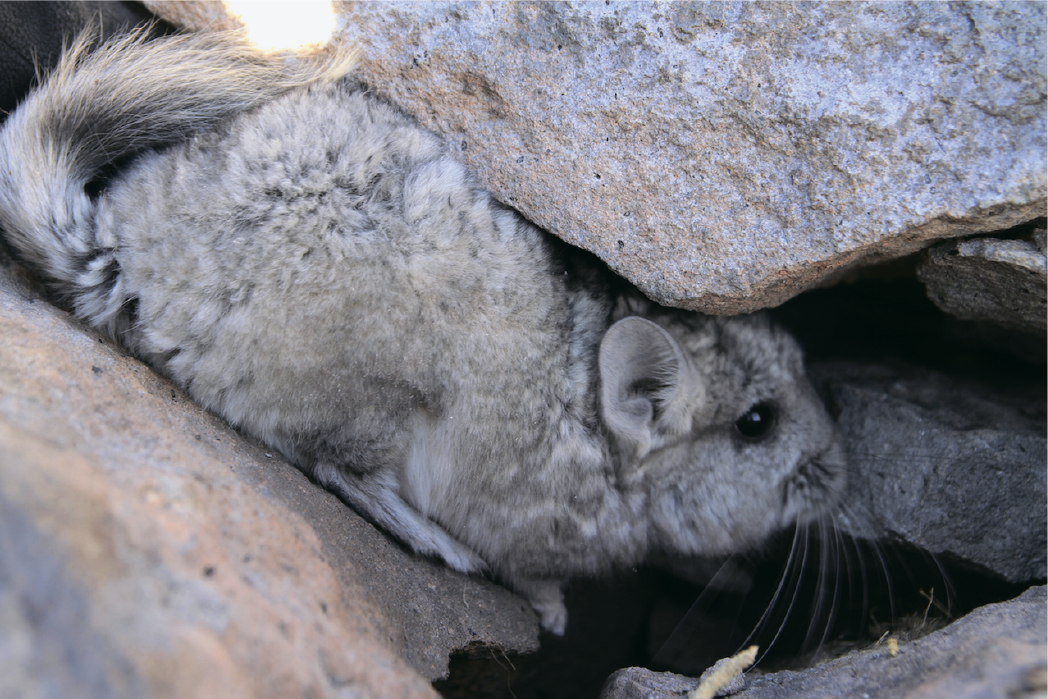 Дикая короткохвостая шиншилла из заповедника Невадо-Трес-Крусес, Чили. Фото Агустиана Ириарте, academic.oup.com