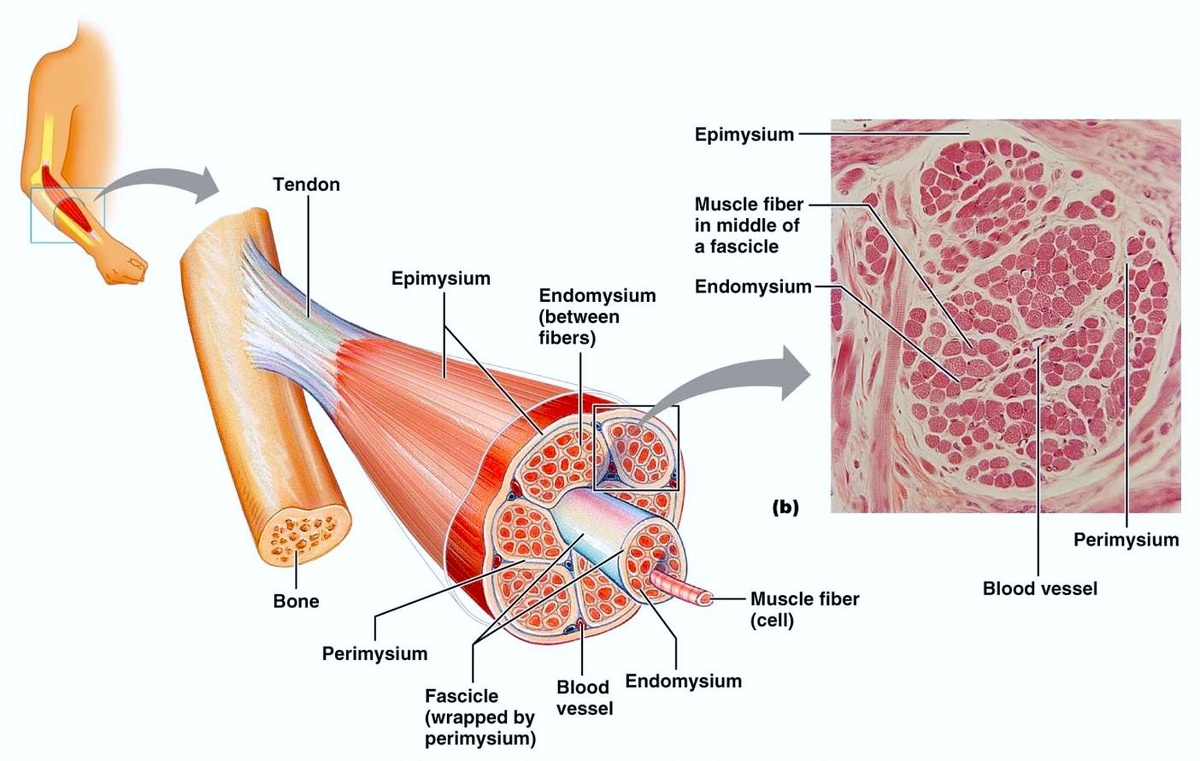 Строение фасции. Обратите внимание, что фасция сухожилием переходит в кость.