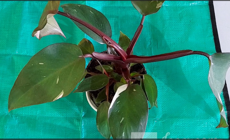 одно растение из моих новинок