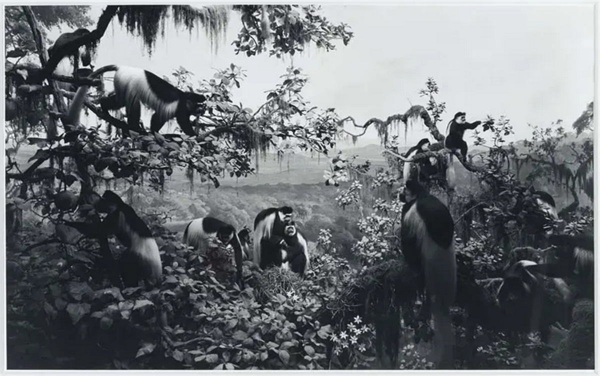 Hiroshi SUGIMOTO (1948), Белые колобасы Colobus (1977) Серебряная печать, № 25, 36.5 x 58.7 cm