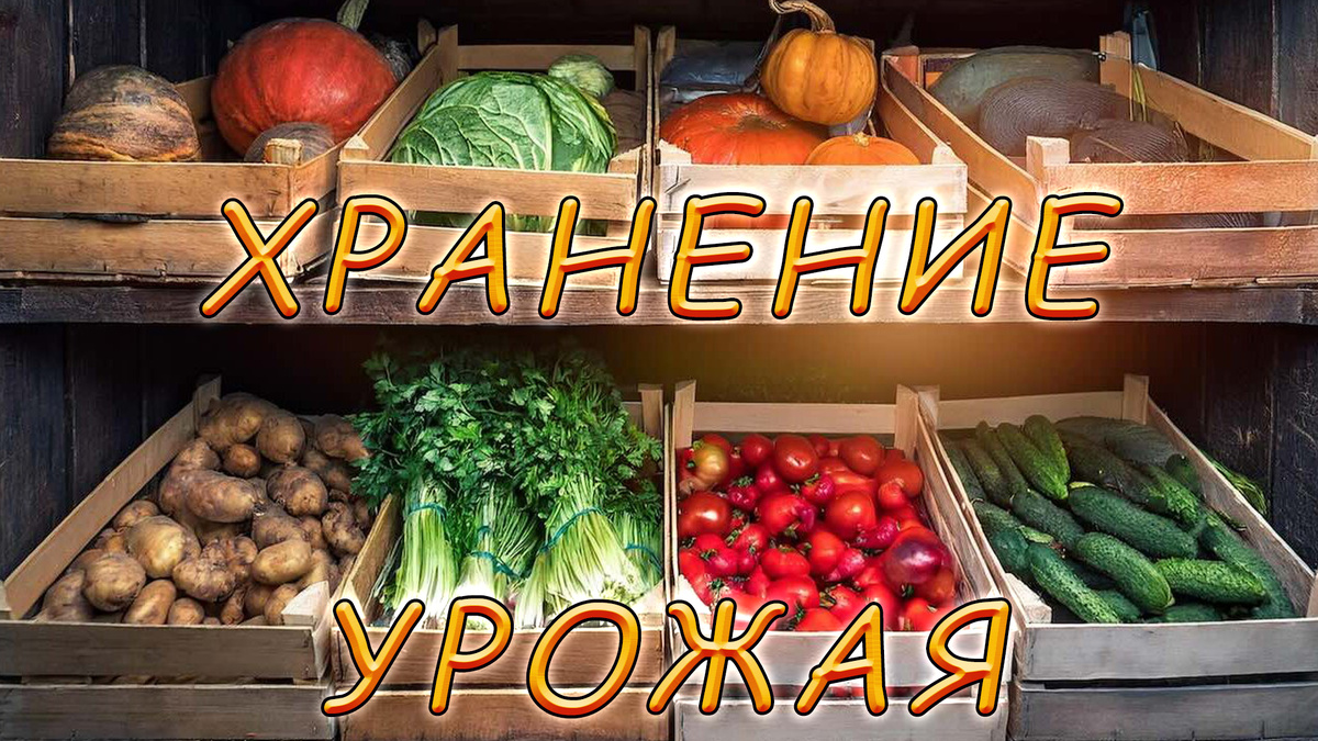 Правильное хранение урожая.