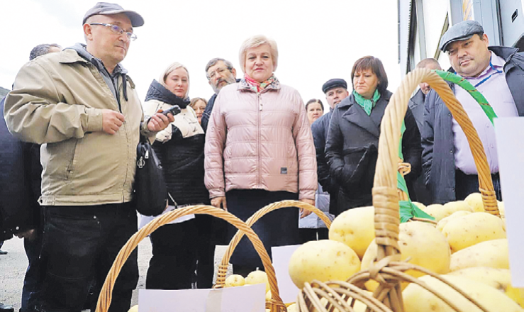 На предприятии выращивают желтую картошку - ее раскупают охотнее. Фото: Светлана КАМЕКА