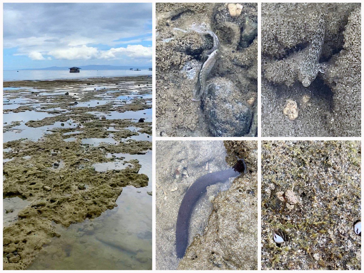 Фото отлива Тихого океана, и его обитателей.