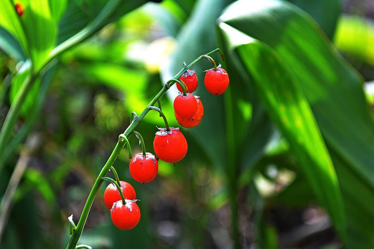 Ландыши. Самые красивые многолетние цветы с декоративными плодами.