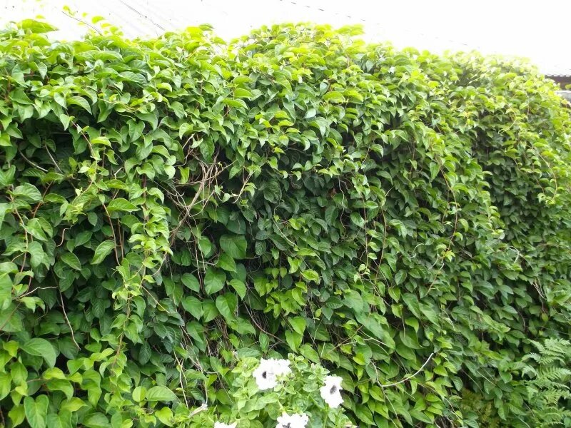 Лимонник можно использовать в декоративных целях как живую изгородь