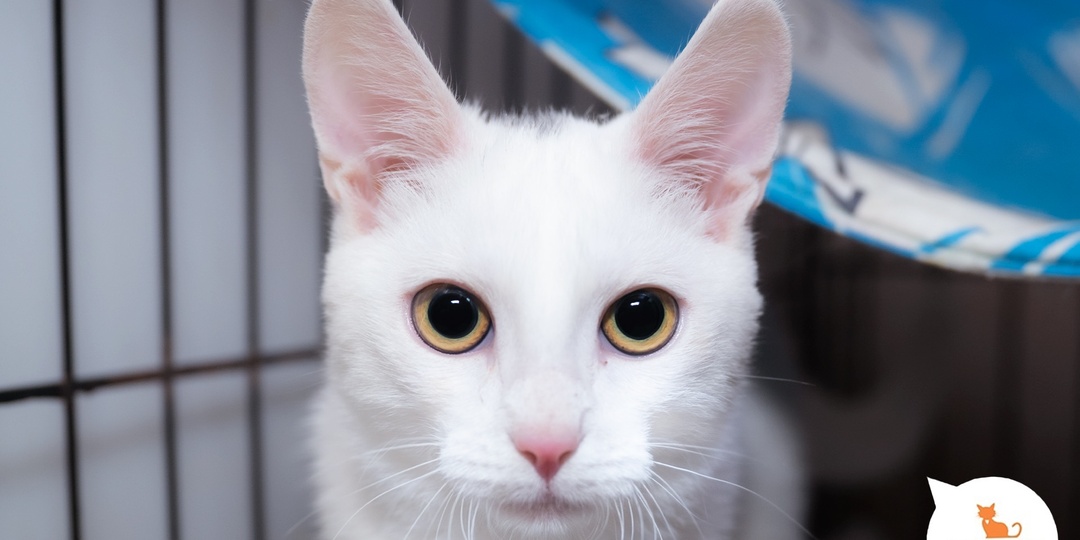 Кошки — это сокровища каждой семьи