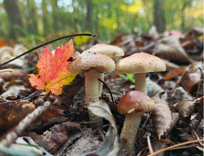 Грибы опята (Фото Компанец Д.А.)