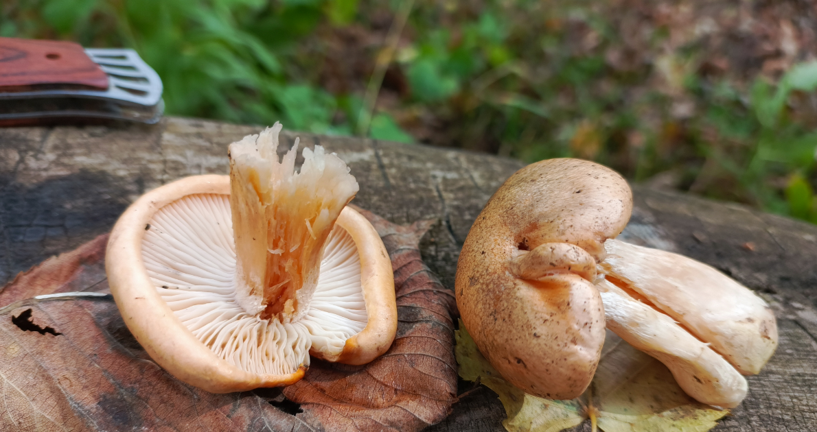 Грибы опята (Фото Компанец Д.А.)