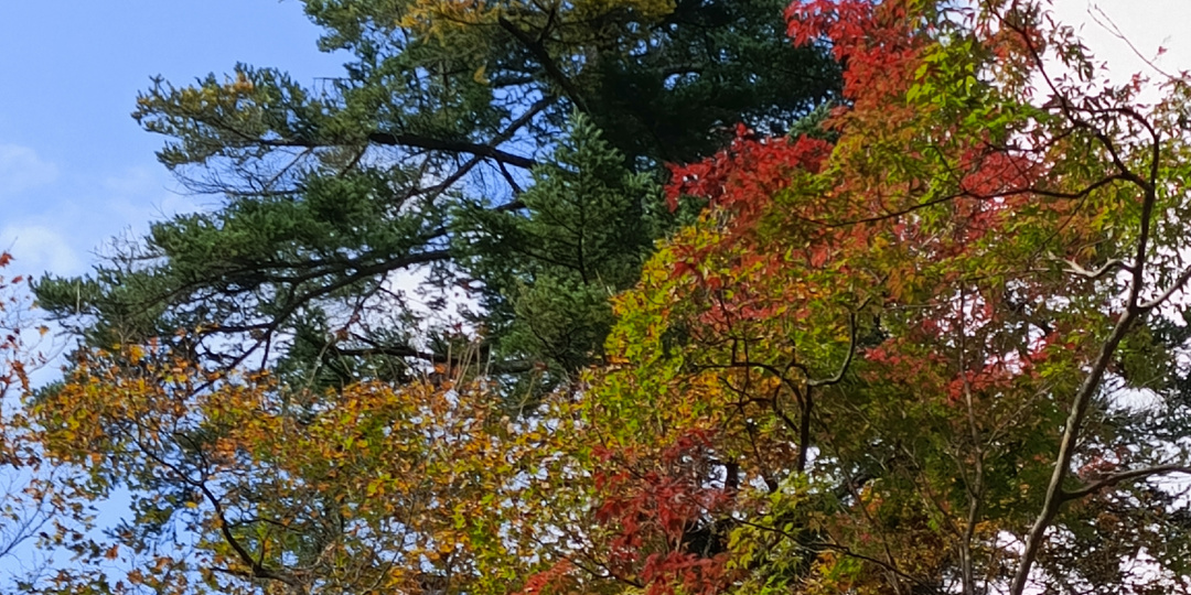 Прогулка по осеннему лесу