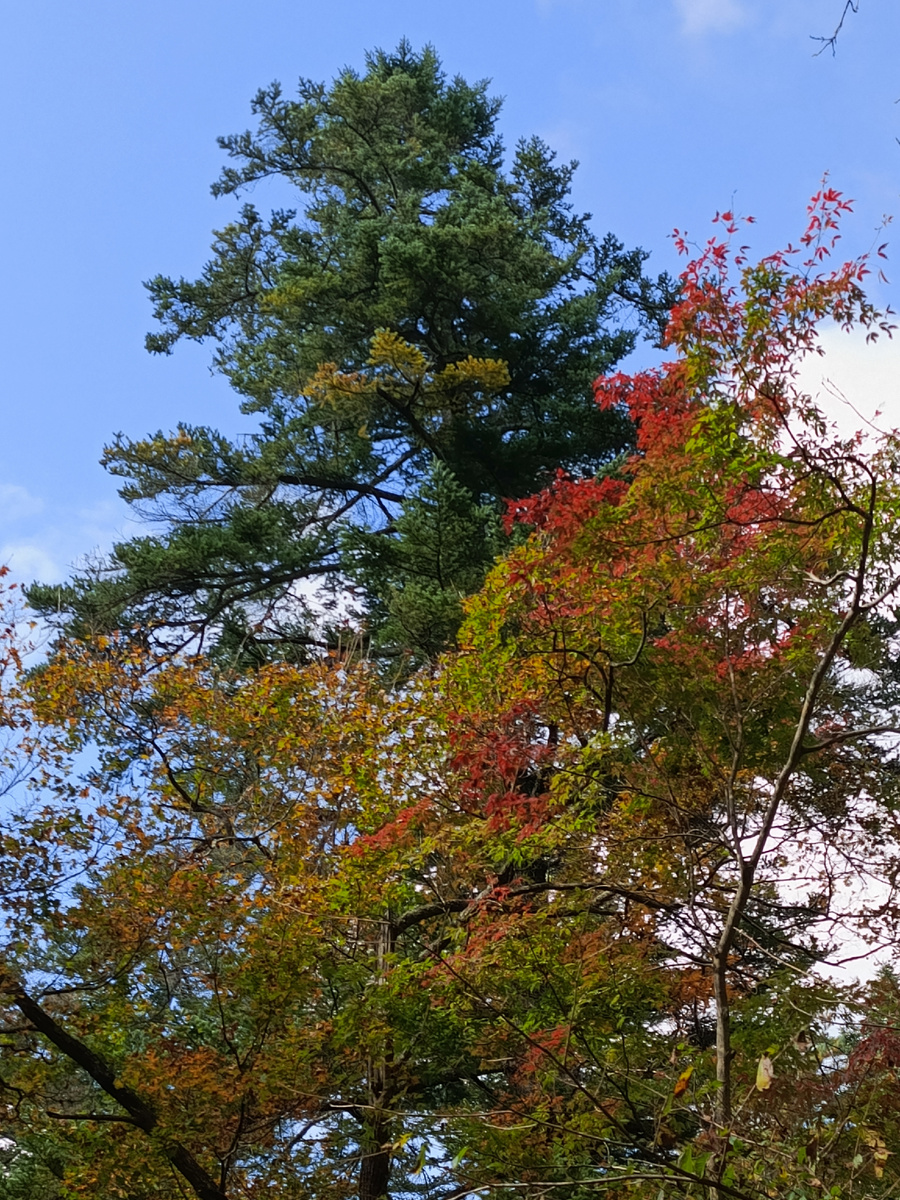 Прогулка по осеннему лесу