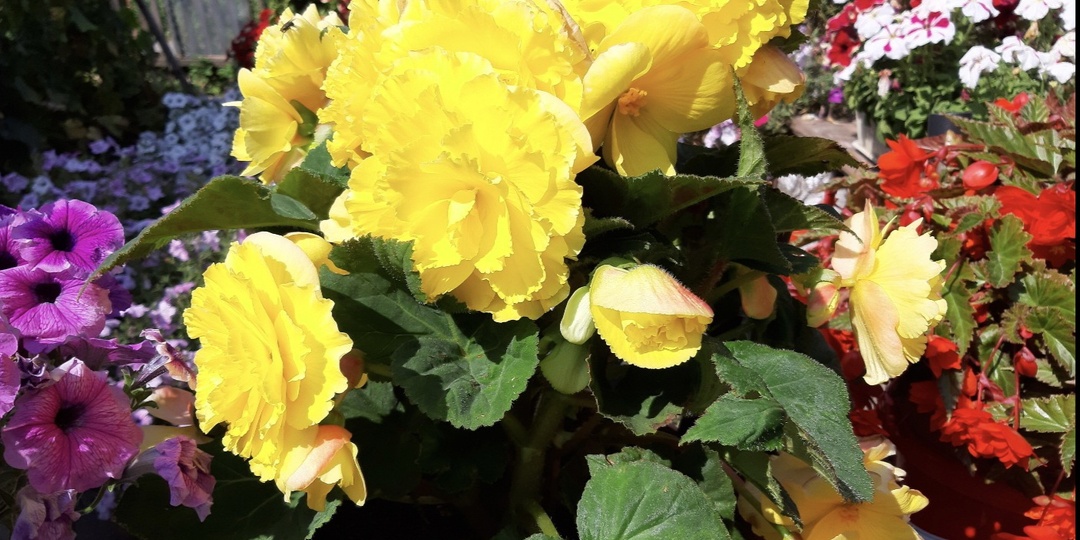 Черенкование клубневой бегонии в октябре.