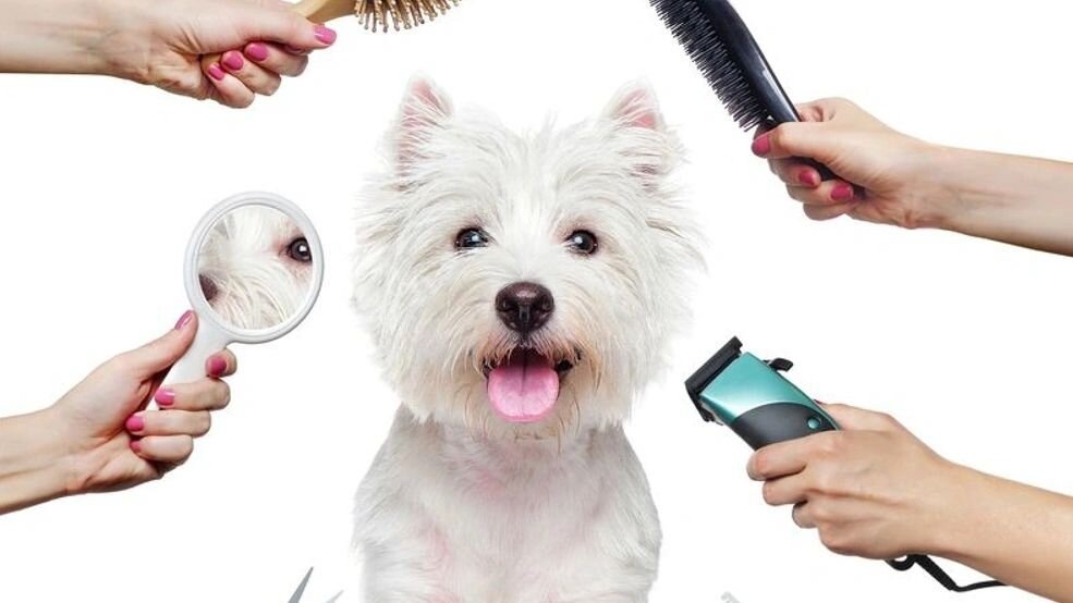 Пушистый друг – это не только море радости и преданности, но и определенная ответственность. И одна из самых важных составляющих этой ответственности – это уход за шерстью.