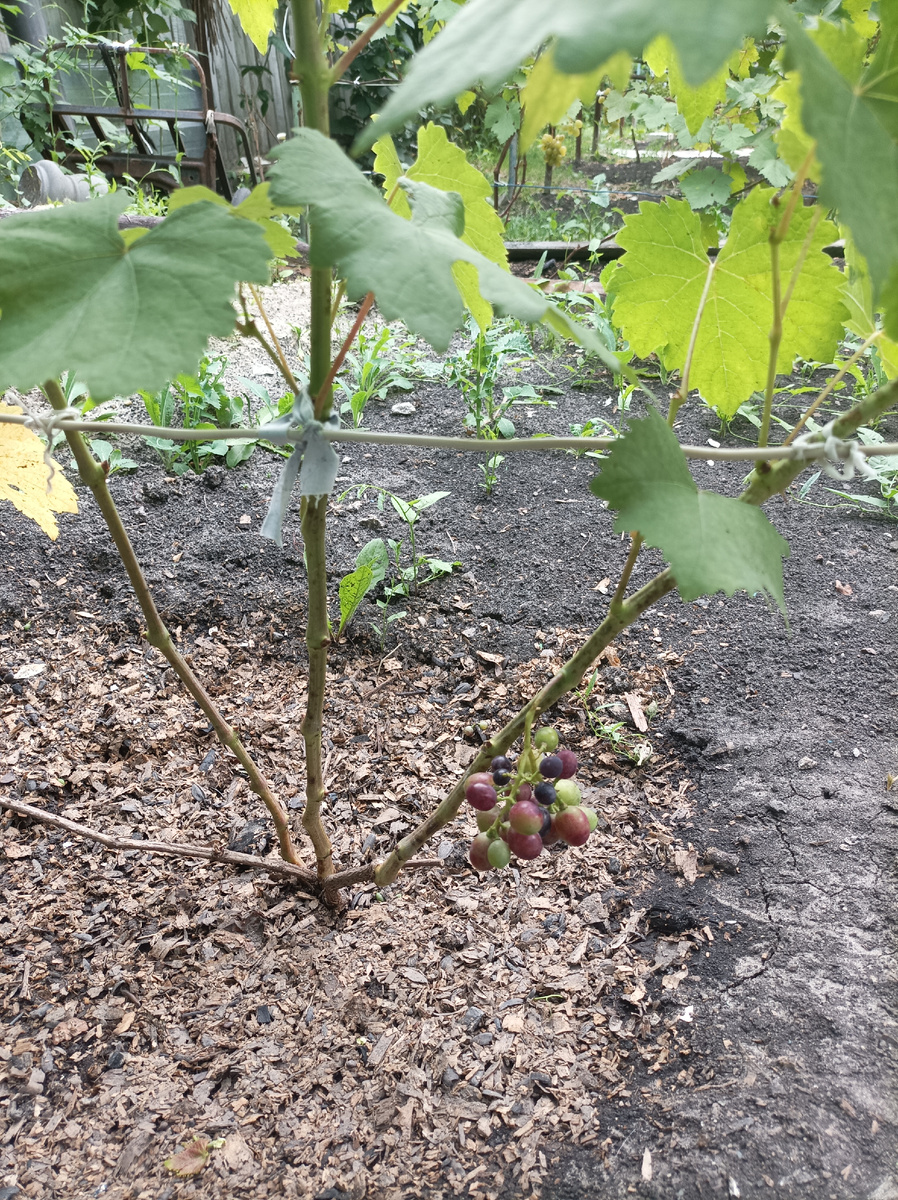 На второй год виноградный куст "Краса Балок" дал пробную гроздочку.