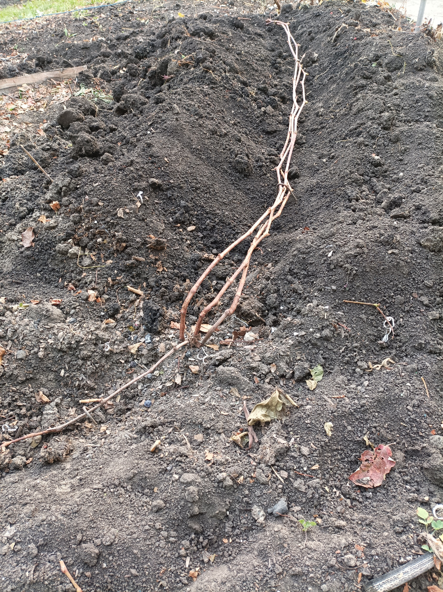 Укладываем обрезанную лозу на землю, пришпиливаем скобками, подготавливаем к обработке купоросом и укрытию землёй.