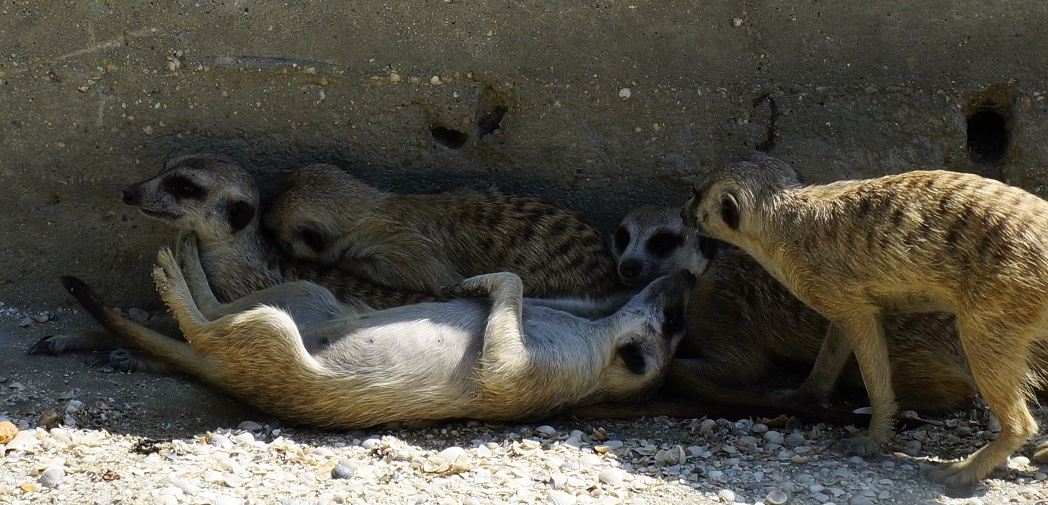 сурикаты, фото автора, сделано в Сафари парке