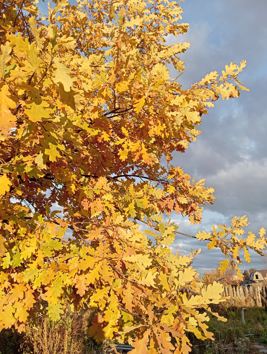 Наш дуб -красавец. 