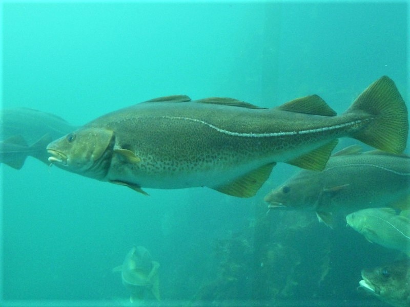    Треска / Источник: (сс) Vladislav Bezrukov