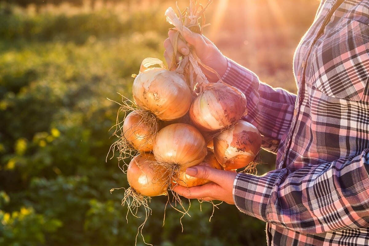 Лук появился более 5 тыс. лет назад. Источник: StockMediaSeller / Shutterstock / FOTODOM📷
