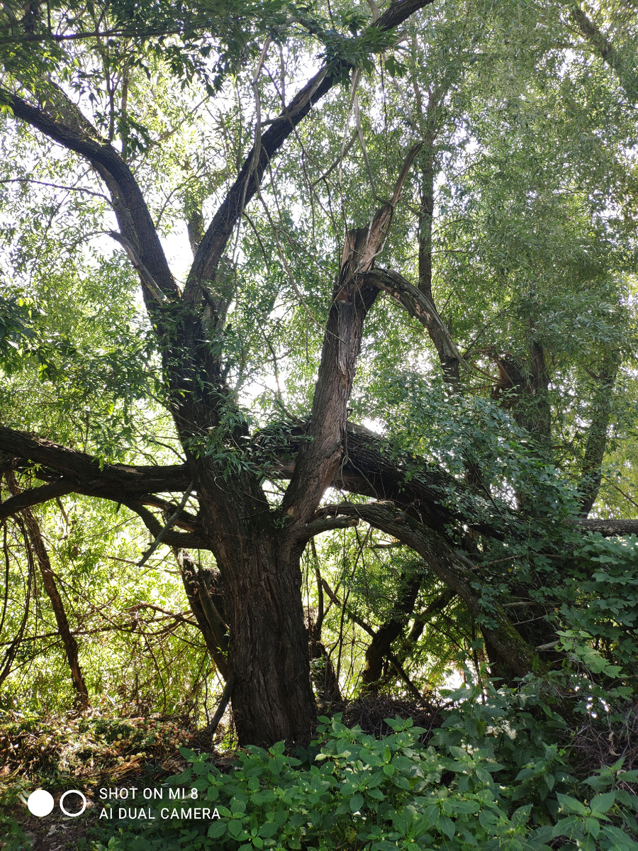 вот так теряюсь,как в лесу и 