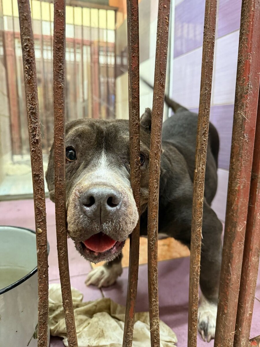    Выброшенные собаки. Источник: Barnaul 22