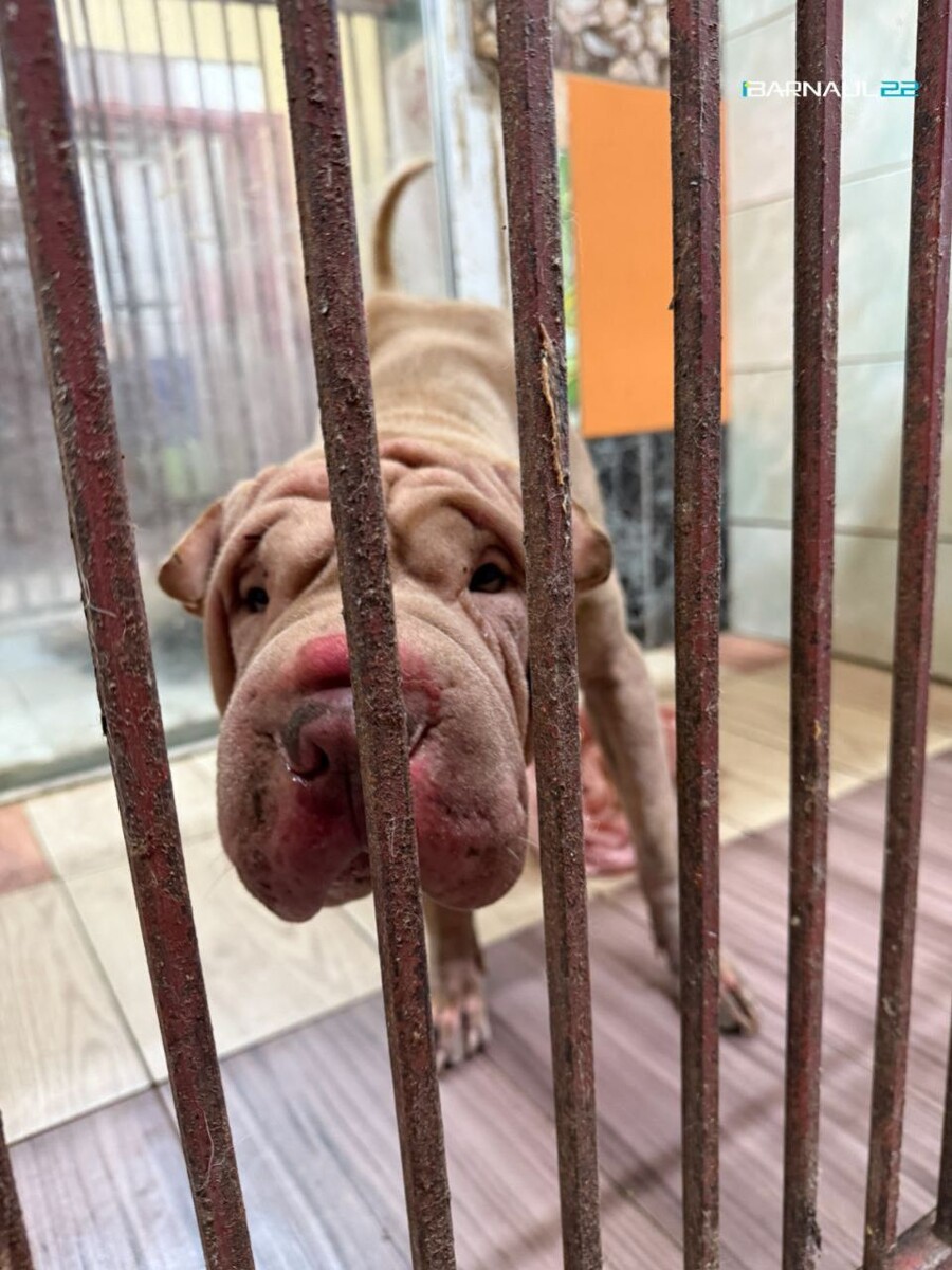    Выброшенные собаки. Источник: Barnaul 22