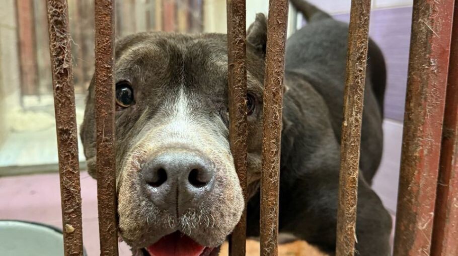 Новосибирский "кинолог" выбрасывает породистых собак у барнаульского приюта "Ласка"